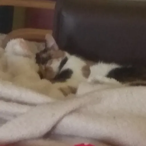 creator cats love's avatar