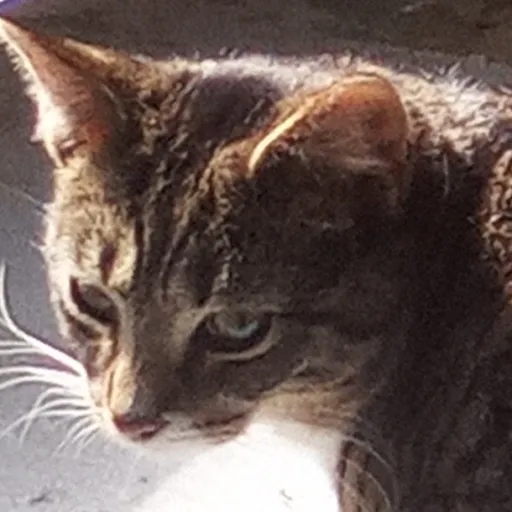 creator Spunky died's avatar