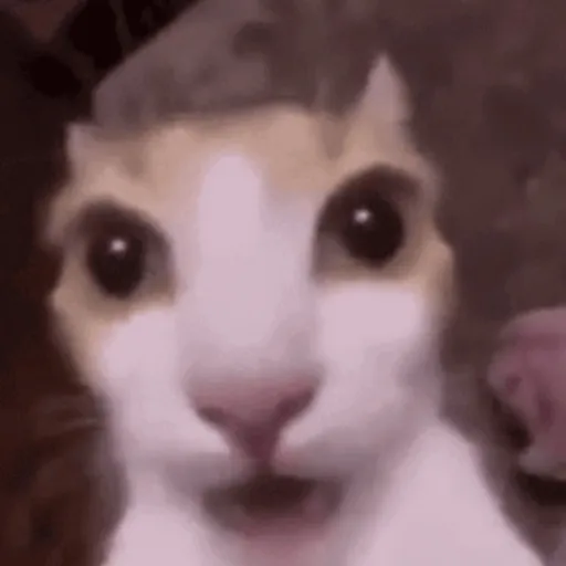 creator ∆~Cat~∆'s avatar