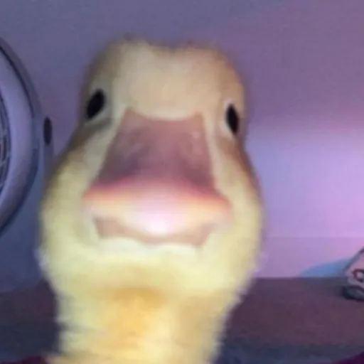 creator Knoxille's avatar