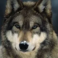 creator Stromwolf's avatar