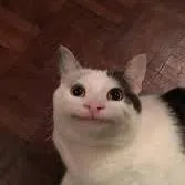 creator Silly_cat100's avatar