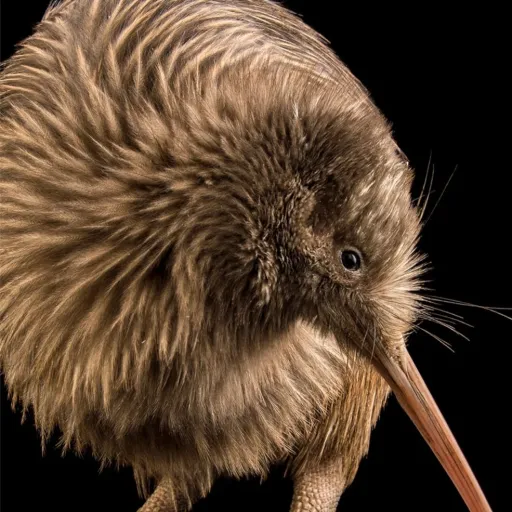creator _#+)kiwi lord(+#_'s avatar