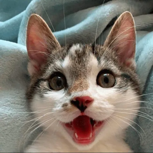 creator kitty enthusiast's avatar