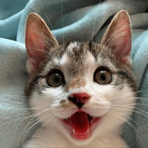 creator kitty enthusiast's avatar