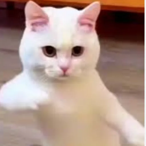 creator da cute cat❤❤❤'s avatar