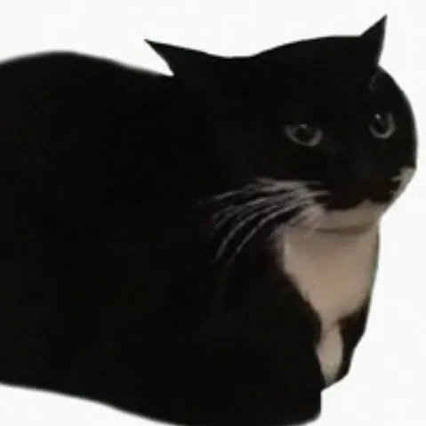 creator maxwell_the cat's avatar