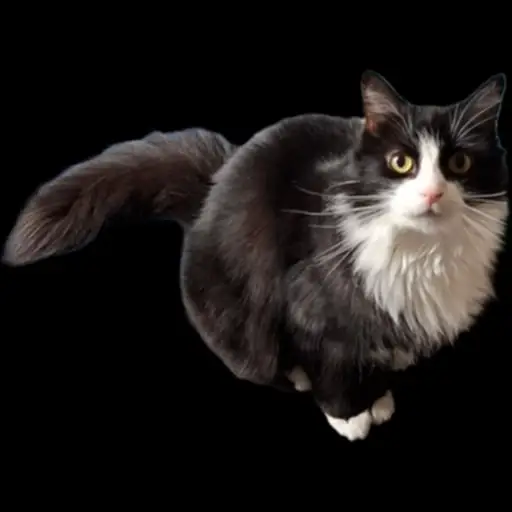 creator raven 🐱 🧃's avatar