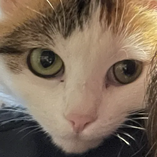 creator Peanut789908996788's avatar