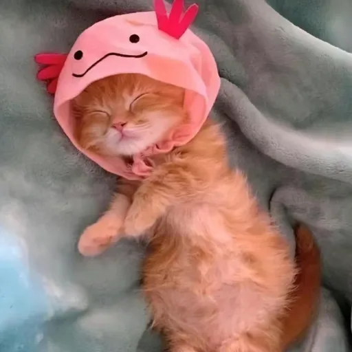 creator 💖~Fluffball~💖's avatar