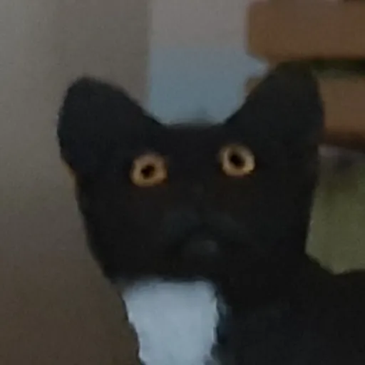creator ieatbread's avatar