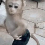 creator Monkey D monkey's avatar