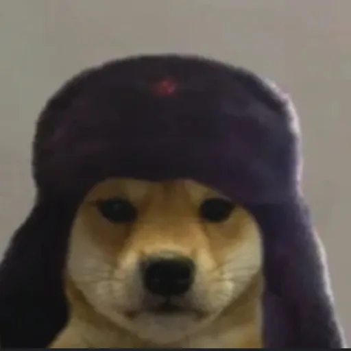 creator dog-gy's avatar