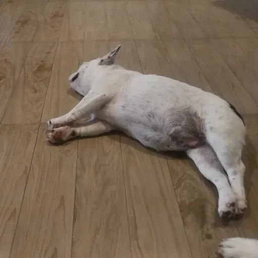 creator sleepy frenchie's avatar