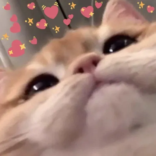 creator Meowmeowsillycat;)'s avatar