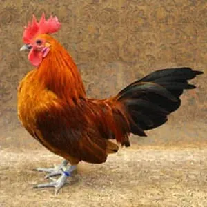 creator diaper Monarch's avatar