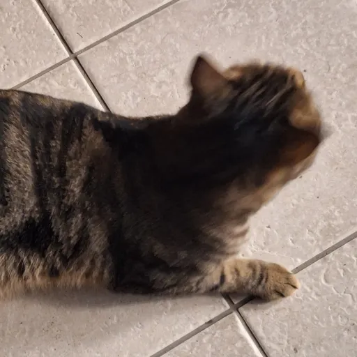 talkie's author avatar