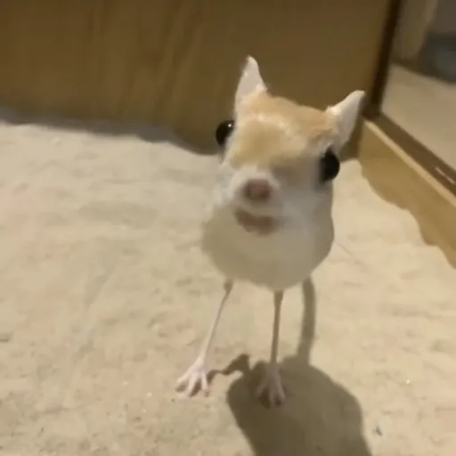 creator deformed chiwawa's avatar