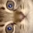creator Kazukixqc's avatar