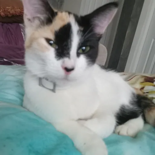 creator Oreo stealer 🇷🇺☆'s avatar