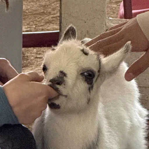 creator Goatlie's avatar