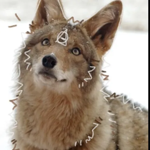 creator Kitt the coyote's avatar