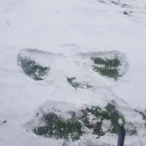 creator Snow angel ♡☆'s avatar