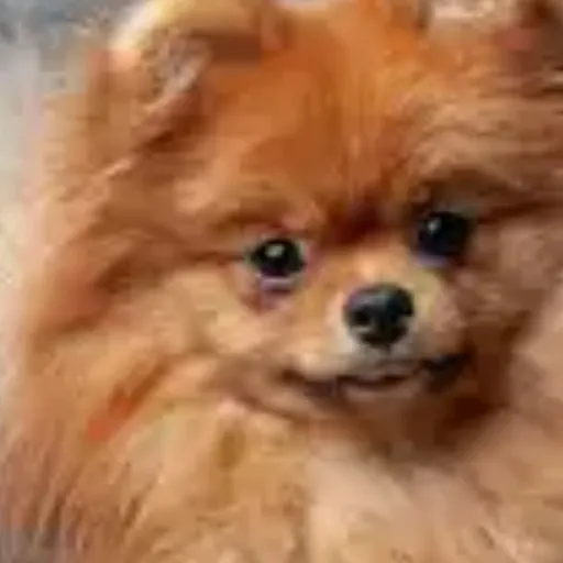 creator woof🐶(Alexandra)'s avatar