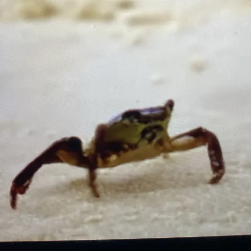 creator NOOOOOOOOOOOOOooje's avatar