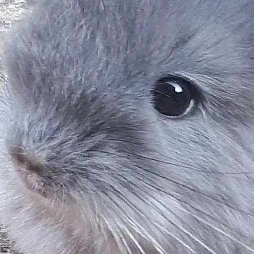 creator theialookatbubble's avatar