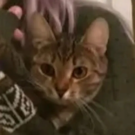 creator •Spruce•'s avatar