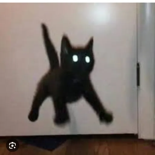 creator yeet a cat's avatar