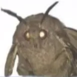 creator M ø t h's avatar