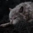 creator Wolf-bite's avatar