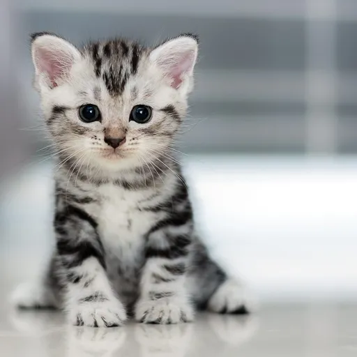 creator Emmy Kitty🐱's avatar