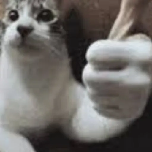 creator Mr meow meow's avatar