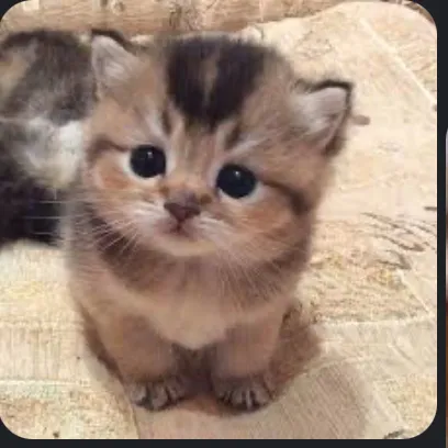 creator ♥︎♡kitty♥︎♡'s avatar