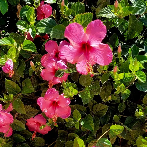 creator ThatRandomGurl's avatar