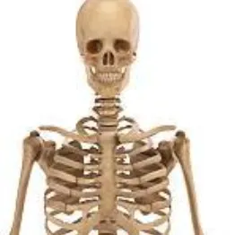 creator skeledron's avatar