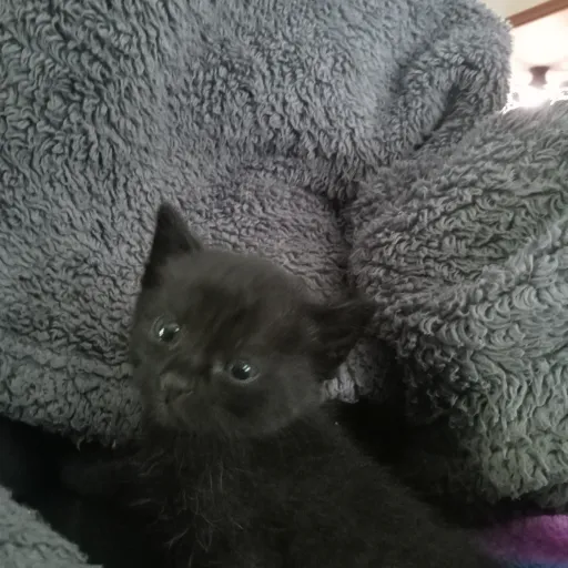 creator Katie Werewolf's avatar