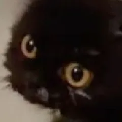 creator ˙∘˚⊹ՏOᗰᗴOᑎᗴ⊹˚∘˙'s avatar