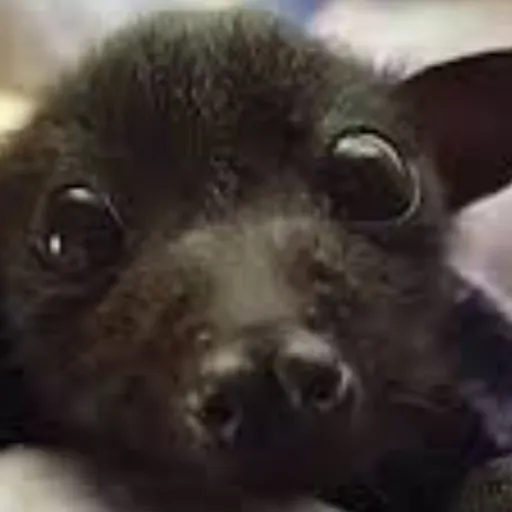 creator 🍍Pineapple bat🍍's avatar
