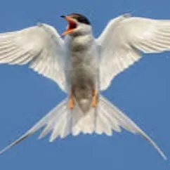 creator \ AAA- /'s avatar