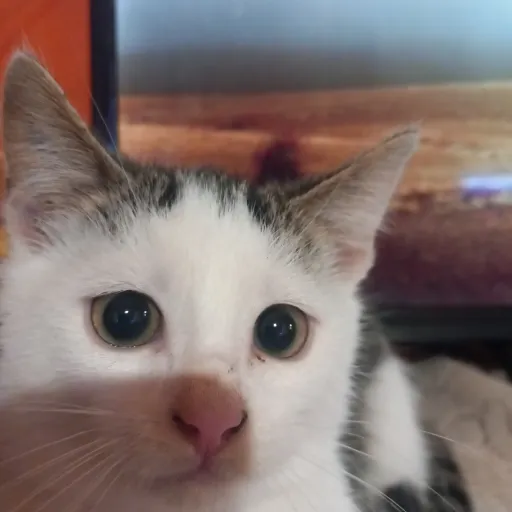 creator kitty cat mew meow's avatar