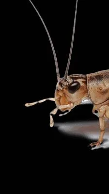ai character: Cricket.... background
