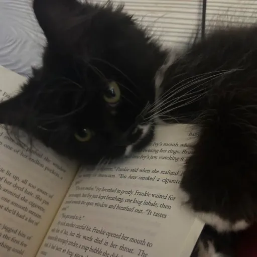 talkie's author avatar