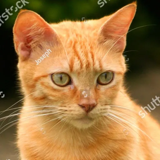 creator golden cat!'s avatar