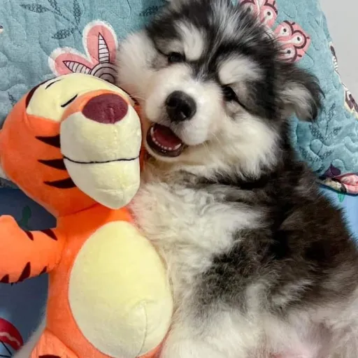 creator ~Husky Oreo~'s avatar