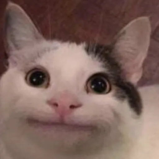 creator (~The funny cat~)'s avatar