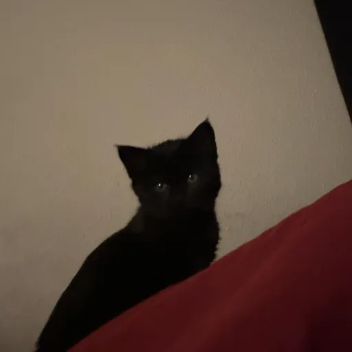 creator Ray272's avatar